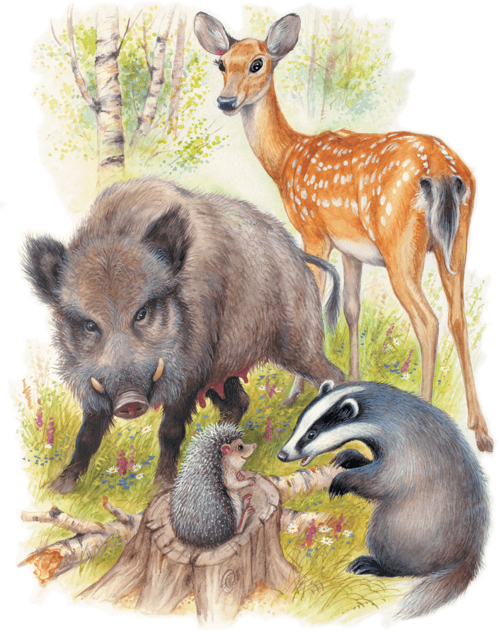 Лесные приключения (сборник) - i_001.png