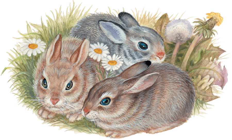 Лесные приключения (сборник) - i_004.png