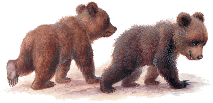 Лесные приключения (сборник) - i_006.png