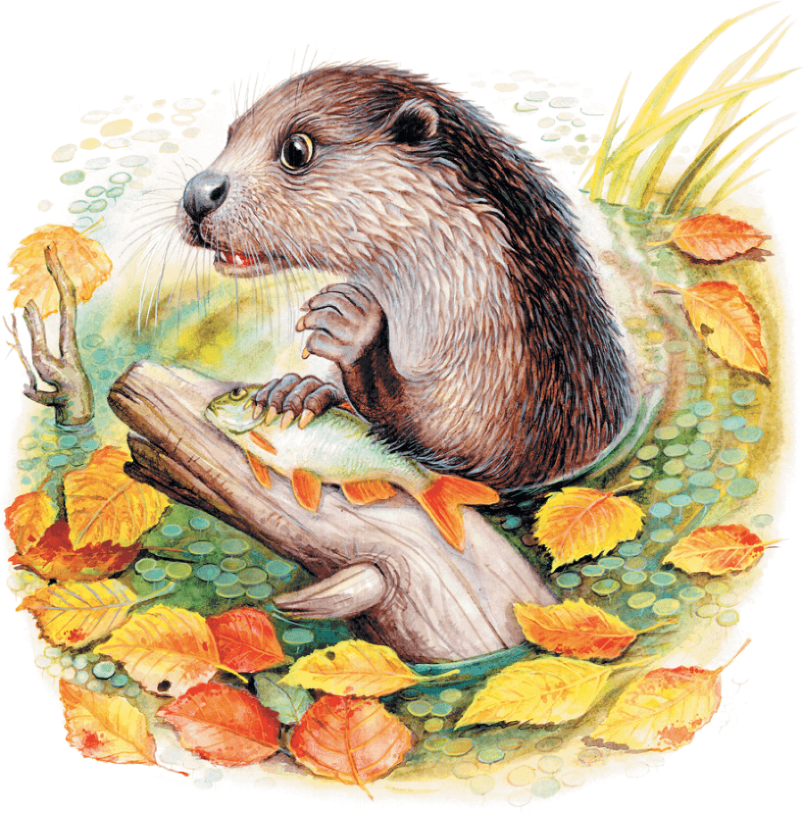 Лесные приключения (сборник) - i_008.png