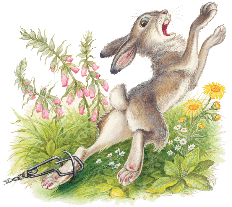 Лесные приключения (сборник) - i_011.png