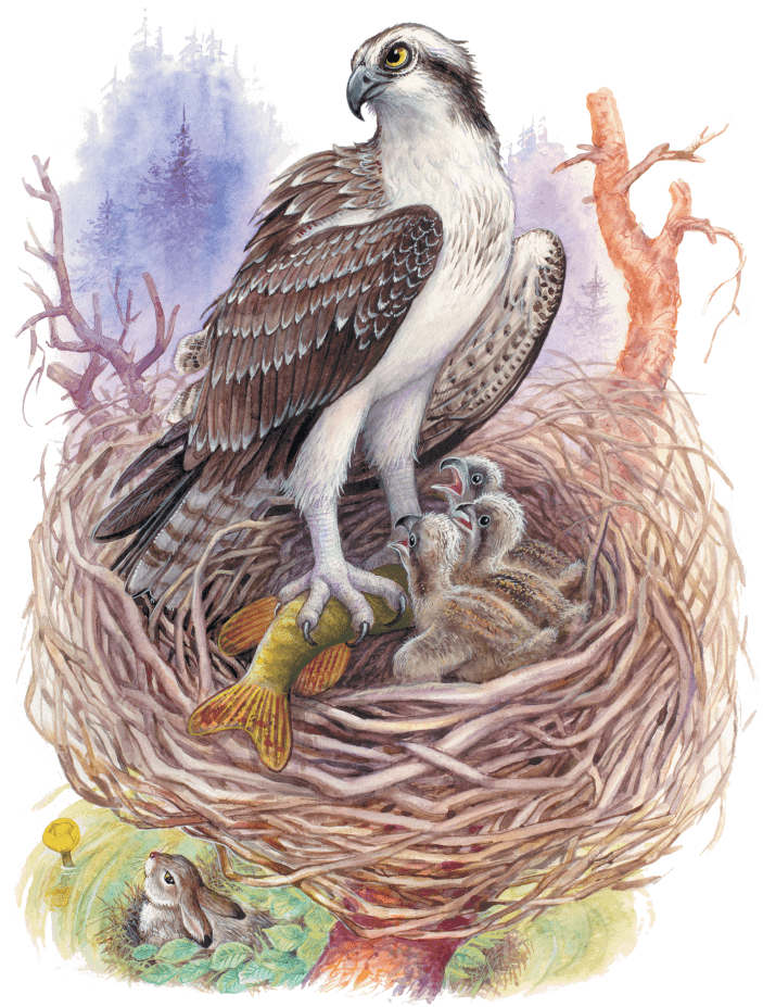 Лесные приключения (сборник) - i_014.png