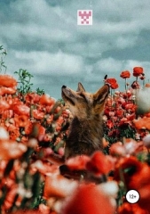 Похожие инструменты - автор Мадагаскарский Лемур 