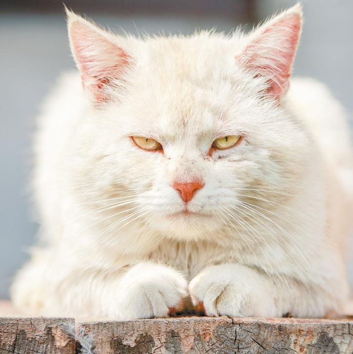 Самоучитель по уходу за кожей #1 - i_011.jpg