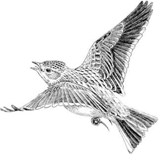 Алый. С вопросами и ответами для почемучек - i_004.jpg