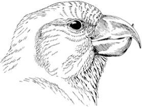 Алый. С вопросами и ответами для почемучек - i_009.jpg