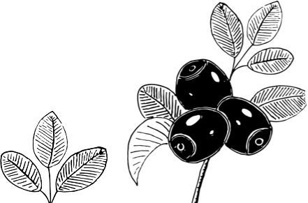 Алый. С вопросами и ответами для почемучек - i_013.jpg