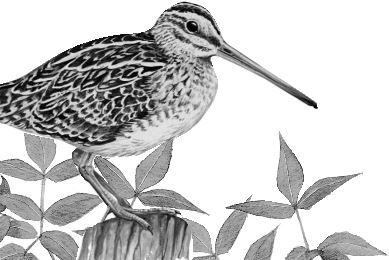 Алый. С вопросами и ответами для почемучек - i_018.jpg