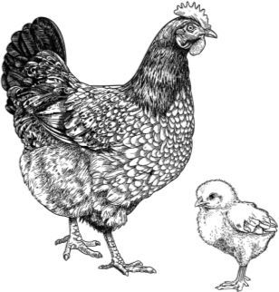 Алый. С вопросами и ответами для почемучек - i_020.jpg