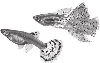 Алый. С вопросами и ответами для почемучек - i_006.jpg