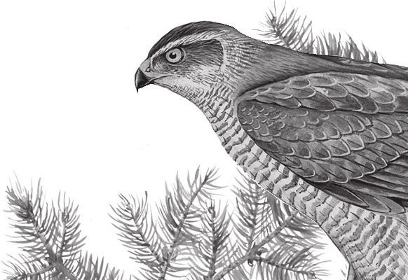 Алый. С вопросами и ответами для почемучек - i_017.jpg