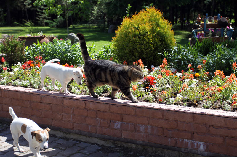 Джек Рассел терьер - _17.jpg