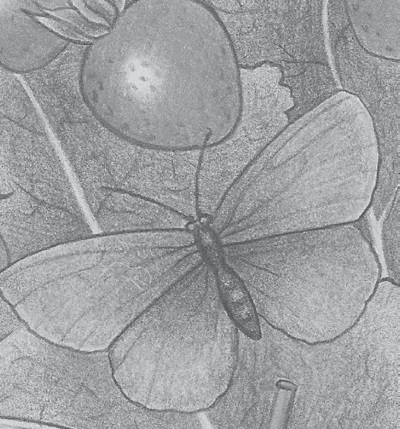 Как стать сыроедом. Исчерпывающее руководство по переходу на веганское сыроедение - i_005.jpg