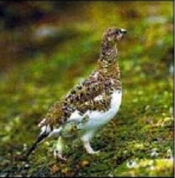 Кимберлиты. Мои первые - _12.jpg