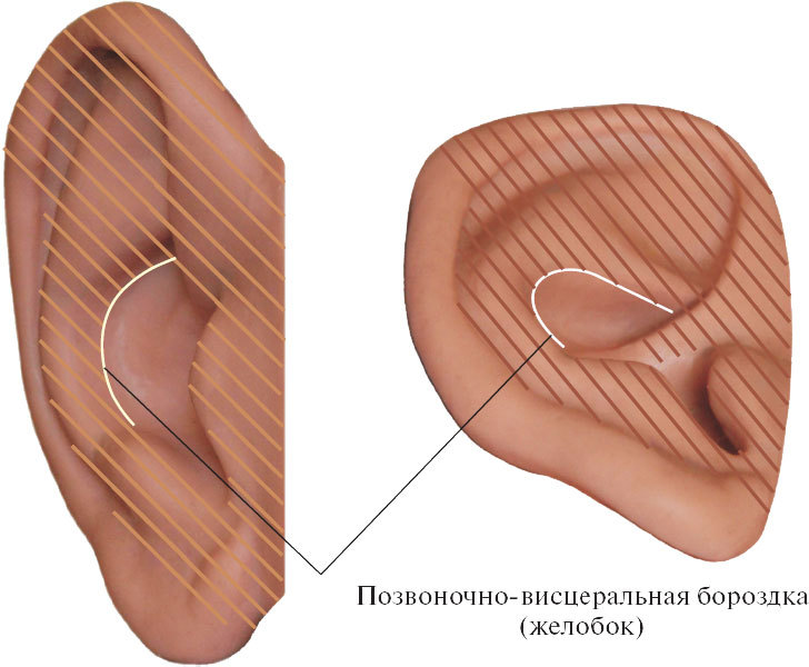 Аурикулярная медицина. Том 1. Картограммы ушной раковины. Опорно-двигательный аппарат - i_004.jpg