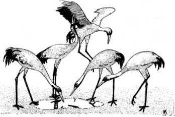 Страшная усадьба<br />(Избранные рассказы) - i_038.jpg