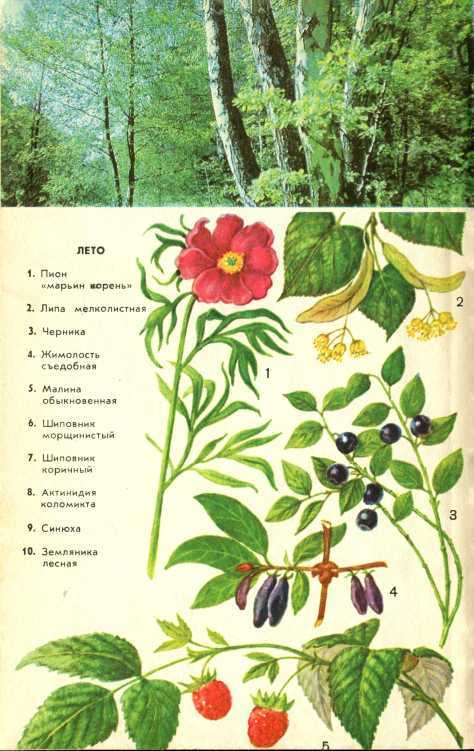 В стране зеленой - i_017.jpg