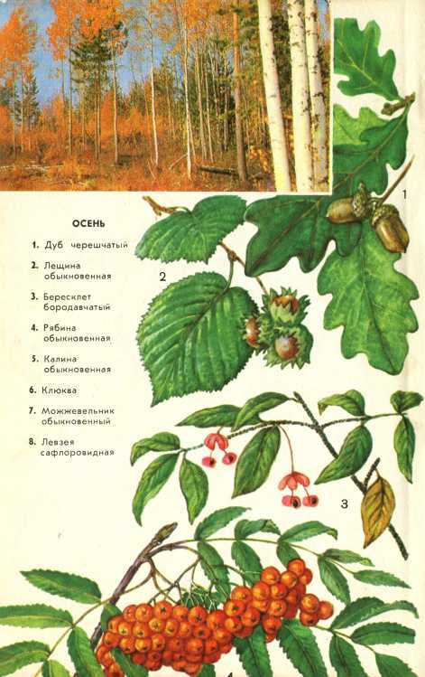 В стране зеленой - i_019.jpg