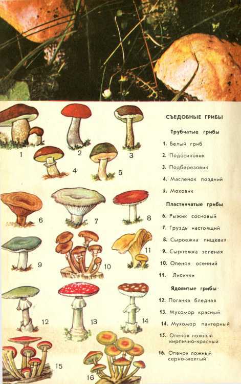 В стране зеленой - i_021.jpg