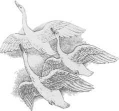 Старинные эстонские народные сказки - i_080.jpg