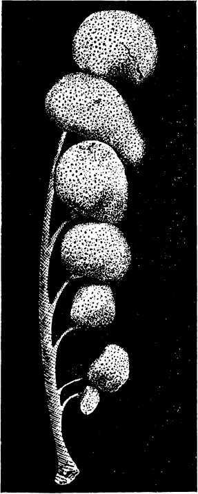 В морской глубине - i_010.jpg