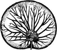 В морской глубине - i_014.jpg