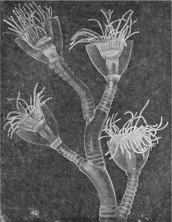 В морской глубине - i_019.jpg