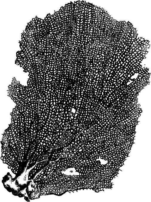 В морской глубине - i_023.jpg