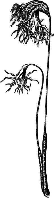 В морской глубине - i_024.jpg