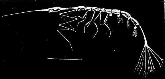 В морской глубине - i_053.jpg