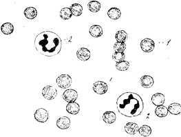 В тайниках человеческого тела - i_005.jpg