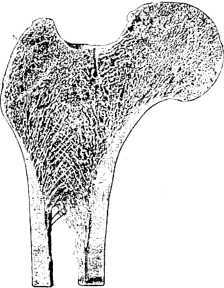 В тайниках человеческого тела - i_017.jpg