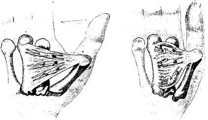 В тайниках человеческого тела - i_020.jpg