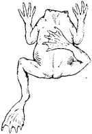 В тайниках человеческого тела - i_032.jpg