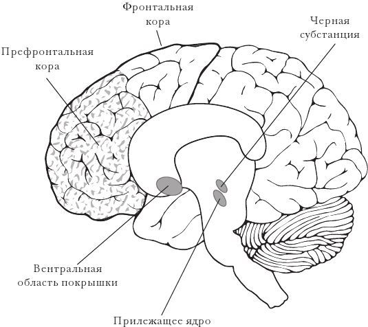 Эластичность. Гибкое мышление в эпоху перемен - i_003.jpg