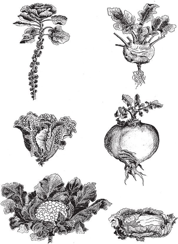 Восхождение на гору Невероятности - i_015.jpg