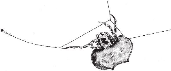 Восхождение на гору Невероятности - i_026.jpg