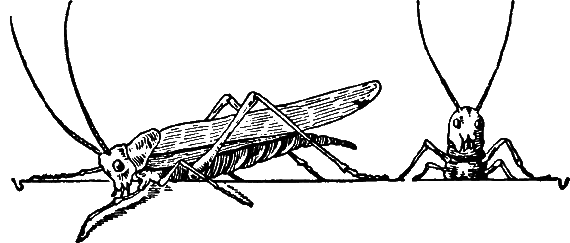 Новая энциклопедия Относительного и Абсолютного знания - i_067.png