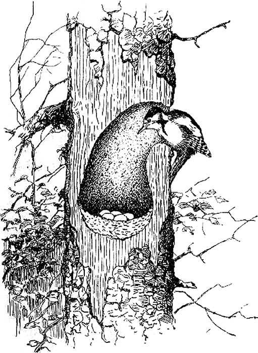 Пестрый и Черный<br />(Рассказы) - i_003.png