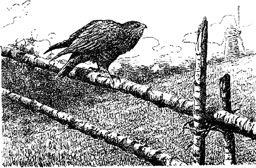 Пестрый и Черный<br />(Рассказы) - i_009.png