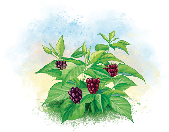 Замок злых мыслей - i_009.png