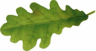 12 сов - i_053.jpg