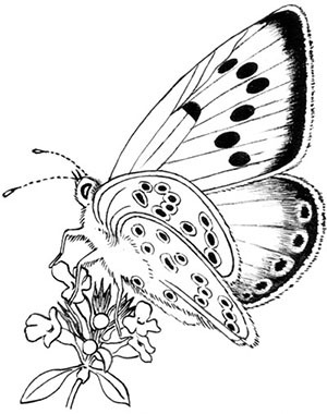 Комната бабочек - i_004.jpg