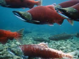 Жизнь и смерть лососевых рыб на окраинах нашей родины (СИ) - img_3