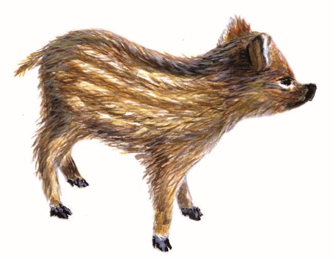 Звери, птицы, характеры - i_001.jpg