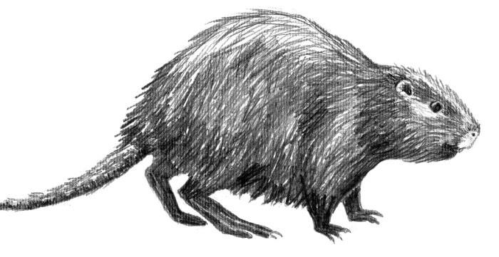 Звери, птицы, характеры - i_003.jpg