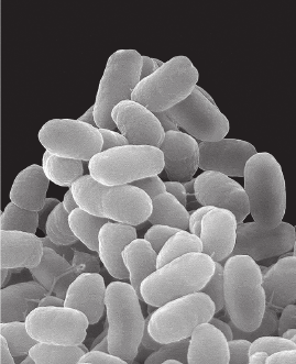 Смертельно опасный выбор. Чем борьба с прививками грозит нам всем - _0317.png