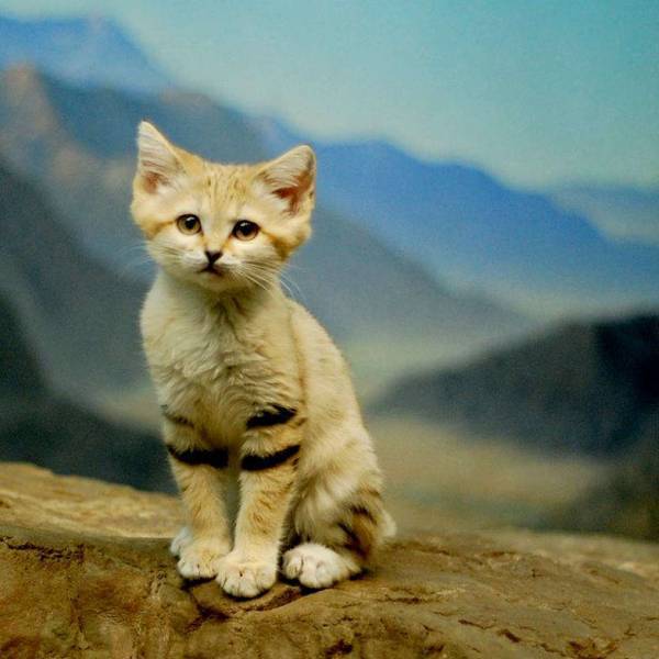 Дон Педро (СИ) - _S_8Jx1XDMCyDXl_S717fxA.jpg