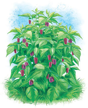 Жаб и принцесса - i_005.jpg