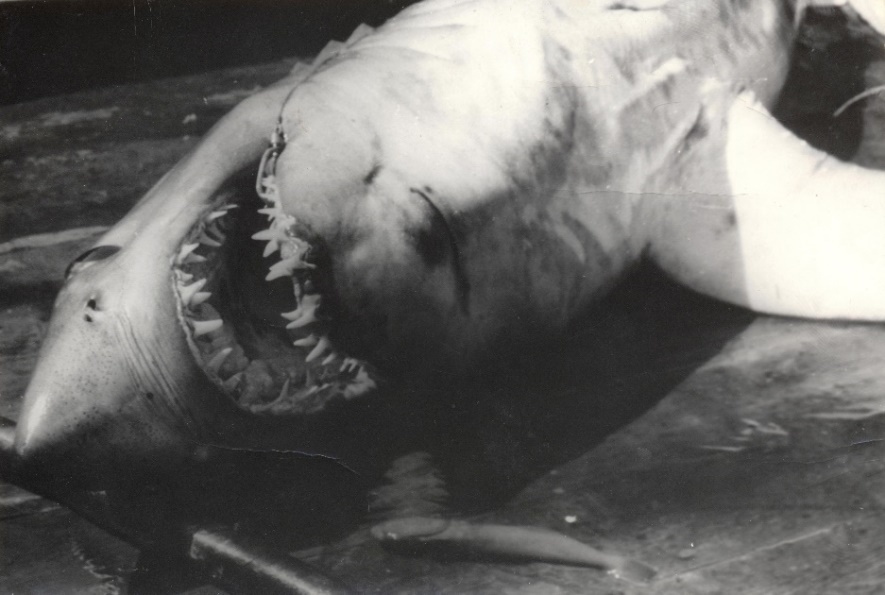 Опасные обитатели морских глубин (СИ) - img_17